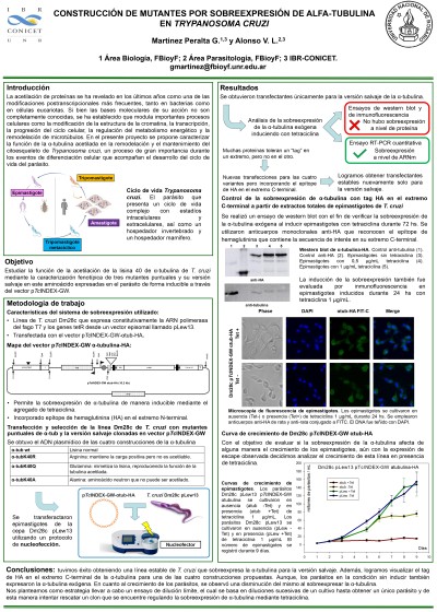 Read more about the article CONSTRUCCIÓN DE MUTANTES POR SOBREEXPRESIÓN DE ALFA-TUBULINA EN TRYPANOSOMA CRUZI