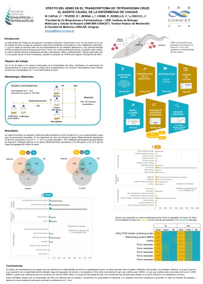 Read more about the article EFECTO DEL HEMO EN EL TRANSCRIPTOMA DE TRYPANOSOMA CRUZI, EL AGENTE CAUSAL DE LA ENFERMEDAD DE CHAGAS