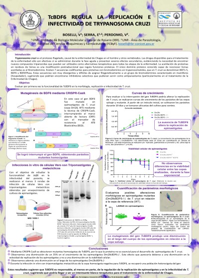 Read more about the article TcBDF6 REGULA LA REPLICACIÓN E INFECTIVIDAD DE TRYPANOSOMA CRUZI.