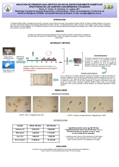 Read more about the article INDUCCIÓN DE PRENEOPLASIA HEPÁTICA EN RATAS ESPONTANEAMENTE DIABÉTICAS. EFECTIVIDAD DE LOS AGENTES CANCERÍGENOS UTILIZADOS