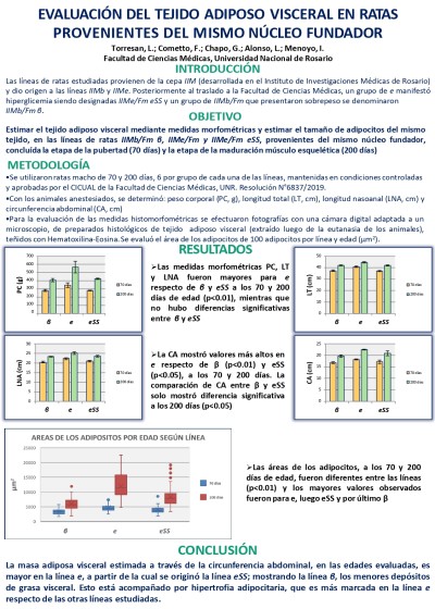 Read more about the article EVALUACIÓN DEL TEJIDO ADIPOSO VISCERAL EN RATAS PROVENIENTES DEL MISMO NÚCLEO FUNDADOR