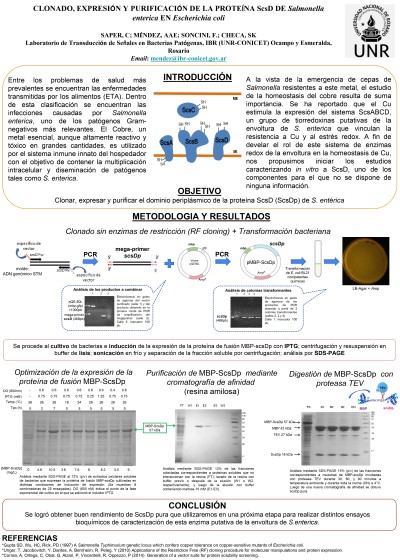 Lee más sobre el artículo CLONADO, EXPRESIÓN Y PURIFICACIÓN DE LA PROTEÍNA ScsD DE SALMONELLA ENTERICA EN ESCHERICHIA COLI