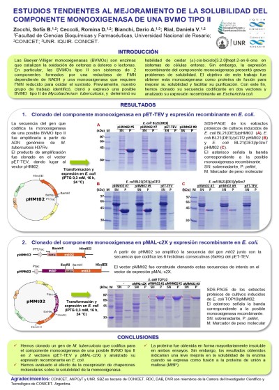 Read more about the article ESTUDIOS TENDIENTES AL MEJORAMIENTO DE LA SOLUBILIDAD DEL COMPONENTE MONOOXIGENASA DE UNA BVMO TIPO II