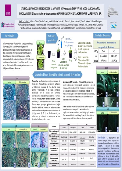 Read more about the article ESTUDIO ANATÓMICO Y FISIOLÓGICO DE LA MUTANTE DE Arabidopsis EN LA VÍA DEL ÁCIDO SALICÍLICO, sid2, INOCULADA CON Gluconacetobacter diazotrophicus Y LA IMPLICANCIA DE ESTA HORMONA EN LA RESPUESTA ISR.