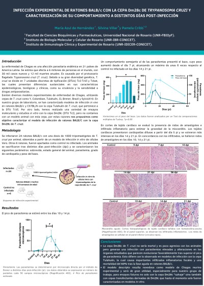 Read more about the article INFECCIÓN EXPERIMENTAL DE RATONES BALB/C CON LA CEPA DM28C DE TRYPANOSOMA CRUZI Y CARACTERIZACIÓN DE SU COMPORTAMIENTO A DISTINTOS DÍAS POST-INFECCIÓN.