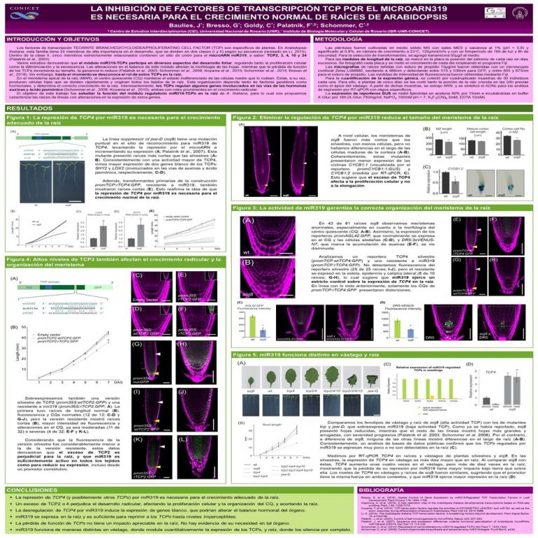 Read more about the article LA INHIBICIÓN DE FACTORES DE TRANSCRIPCIÓN TCP POR MICROARN319 ES NECESARIA PARA EL CRECIMIENTO NORMAL DE RAÍCES DE ARABIDOPSIS