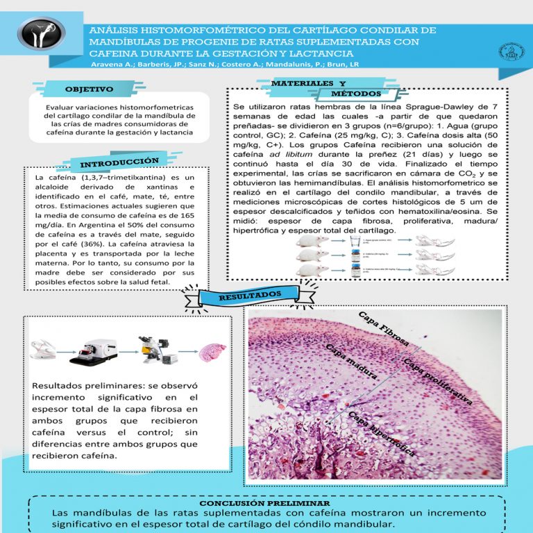 Read more about the article ANÁLISIS HISTOMORFOMÉTRICO DEL CARTÍLAGO CONDILAR DE MANDÍBULAS DE PROGENIE DE RATAS SUPLEMENTADAS CON CAFEINA DURANTE LA GESTACIÓN Y LACTANCIA