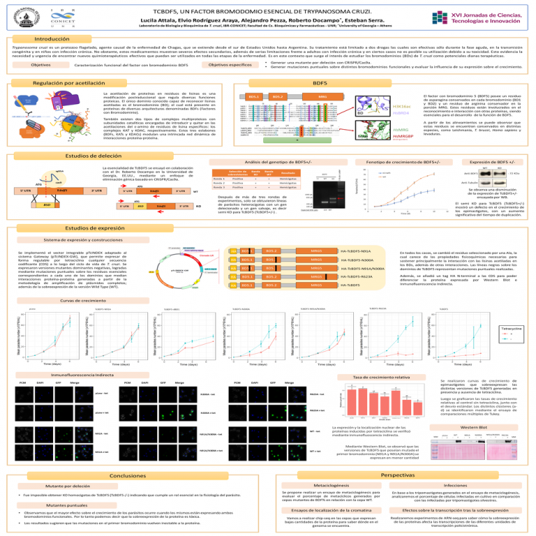 Read more about the article TCBDF5, UN FACTOR BROMODOMIO ESENCIAL DE TRYPANOSOMA CRUZI.