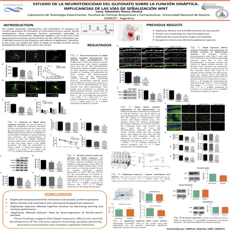 Read more about the article ESTUDIO DE LA NEUROTOXICIDAD DEL GLIFOSATO SOBRE LA FUNCIÓN SINÁPTICA. IMPLICANCIAS DE LAS VÍAS DE SEÑALIZACIÓN WNT
