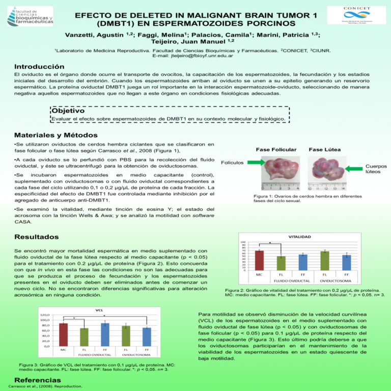 Read more about the article EFECTO DE DELETED IN MALIGNANT BRAIN TUMOR 1 (DMBT1) EN ESPERMATOZOIDES PORCINOS