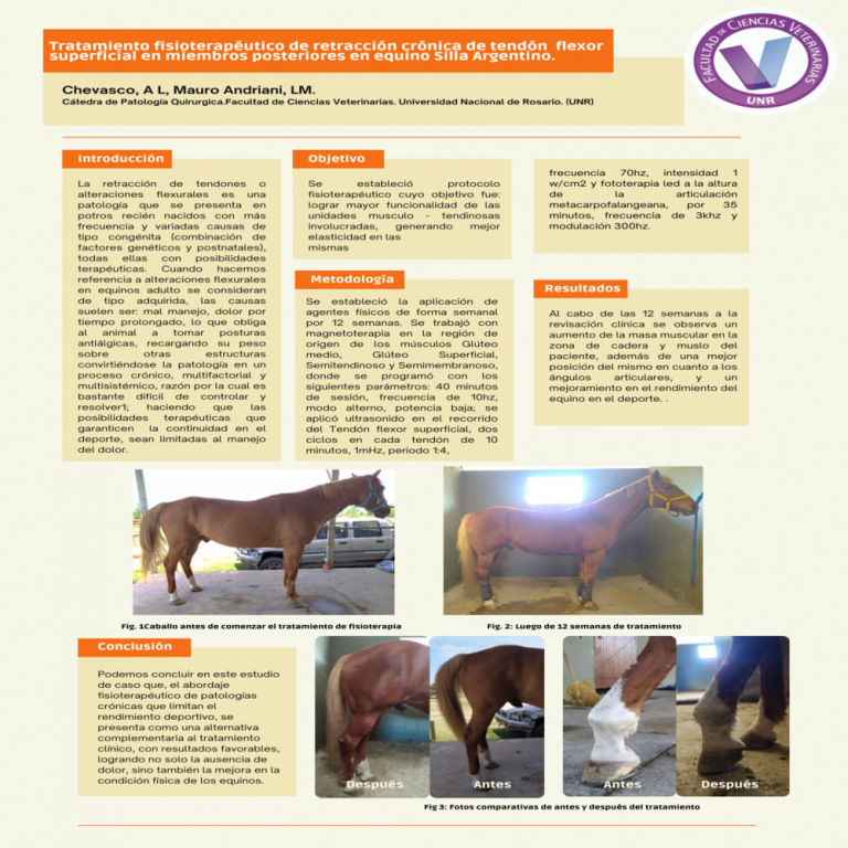 Read more about the article TRATAMIENTO FISIOTERAPUETICO DE RETRACCIÓN CRÓNICA DE TENDÓN  FLEXOR SUPERFICIAL EN MIEMBROS POSTERIORES EN EQUINO SILLA ARGENTINO