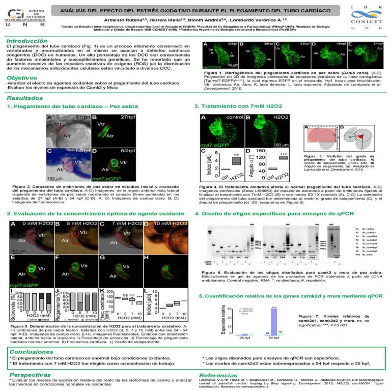 Read more about the article ANÁLISIS DEL EFECTO DEL ESTRÉS OXIDATIVO DURANTE EL PLEGAMIENTO DEL TUBO CARDÍACO