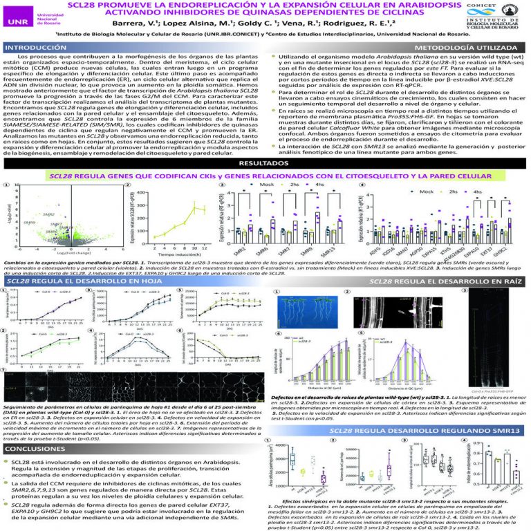 Read more about the article SCL28 PROMUEVE LA ENDOREPLICACIÓN Y LA EXPANSIÓN CELULAR EN ARABIDOPSIS ACTIVANDO INHIBIDORES DE QUINASAS DEPENDIENTES DE CICLINAS