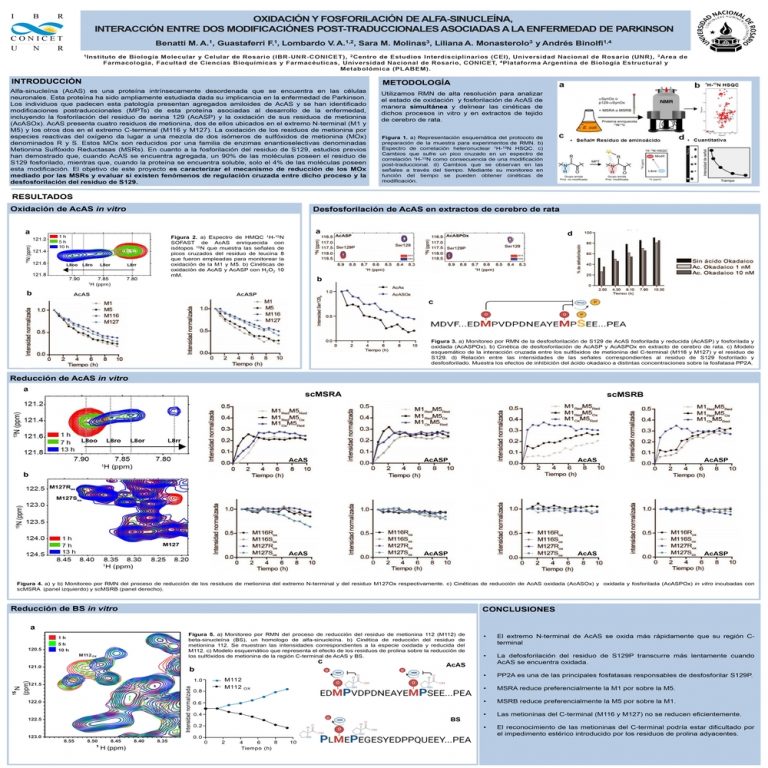 Read more about the article OXIDACIÓN Y FOSFORILACIÓN DE ALFA-SINUCLEÍNA, LA INTERACCIÓN ENTRE DOS MODIFICACIONES POST-TRADUCCIONALES ASOCIADAS A LA ENFERMEDAD DE PARKINSON