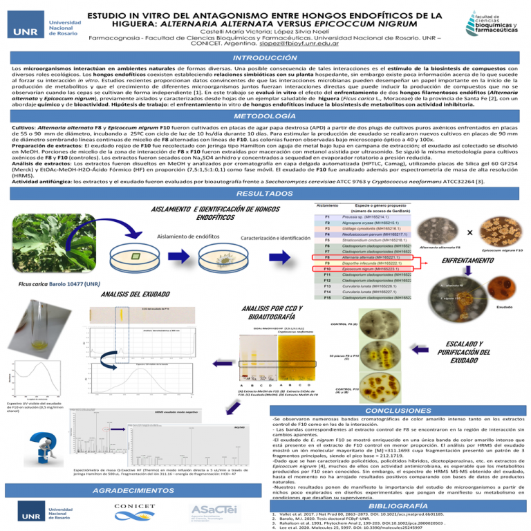 Read more about the article ESTUDIO IN VITRO DEL ANTAGONISMO ENTRE HONGOS ENDOFÍTICOS DE LA HIGUERA: ALTERNARIA ALTERNATA VERSUS EPICOCCUM NIGRUM