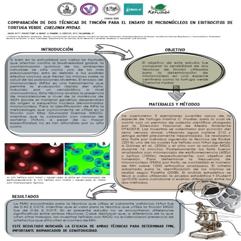 Read more about the article COMPARACIÓN DE DOS TÉCNICAS DE TINCIÓN PARA EL ENSAYO DE MICRONÚCLEOS EN ERITROCITOS DE TORTUGA VERDE CHELONIA MYDAS.