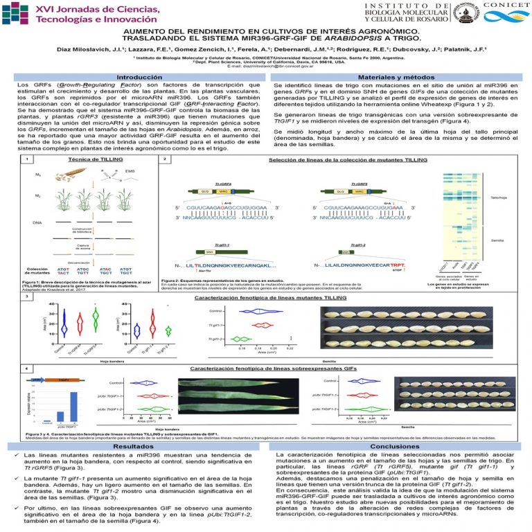 Read more about the article AUMENTO DEL RENDIMIENTO EN CULTIVOS DE INTERÉS AGRONÓMICO. TRASLADANDO EL SISTEMA MIR396-GRF-GIF DE ARABIDOPSIS A TRIGO.