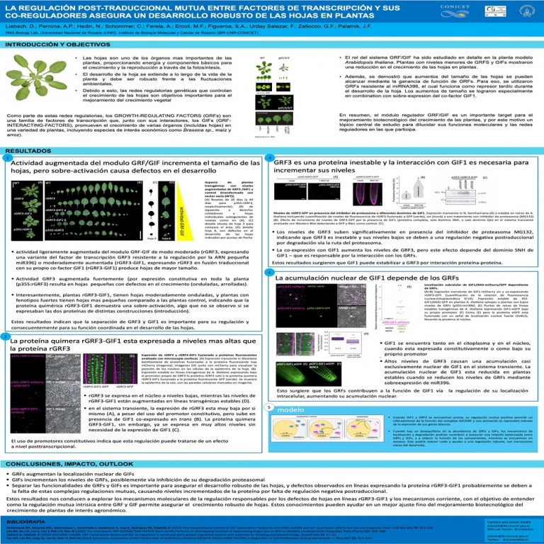 Read more about the article LA REGULACIÓN POST-TRADUCCIONAL MUTUA ENTRE FACTORES DE TRANSCRIPCIÓN Y SUS CO-REGULADORES ASEGURA UN DESARROLLO ROBUSTO DE LAS HOJAS EN PLANTAS