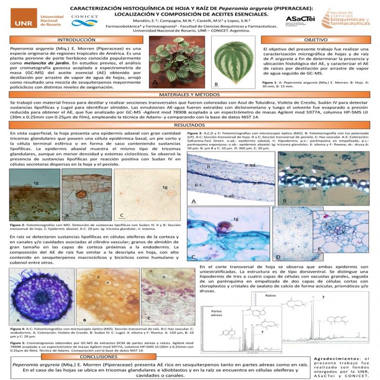 Read more about the article CARACTERIZACIÓN HISTOQUÍMICA DE HOJA Y RAÍZ DE PEPEROMIA ARGYREIA (PIPERACEAE): LOCALIZACIÓN Y COMPOSICIÓN DE ACEITES ESENCIALES.