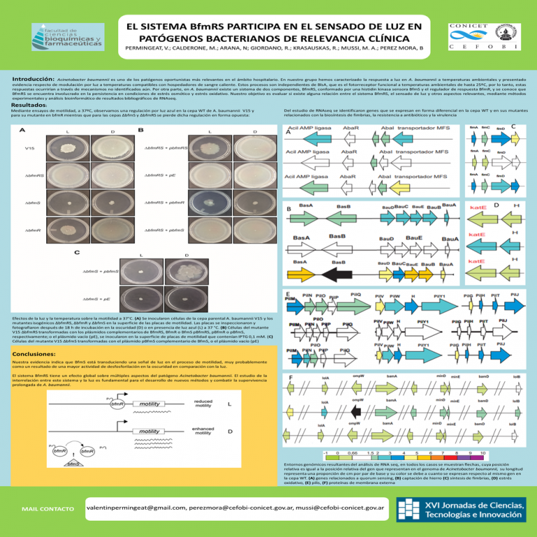Read more about the article EL SISTEMA BfmRS PARTICIPA EN EL SENSADO DE LUZ EN PATÓGENOS BACTERIANOS DE RELEVANCIA CLÍNICA