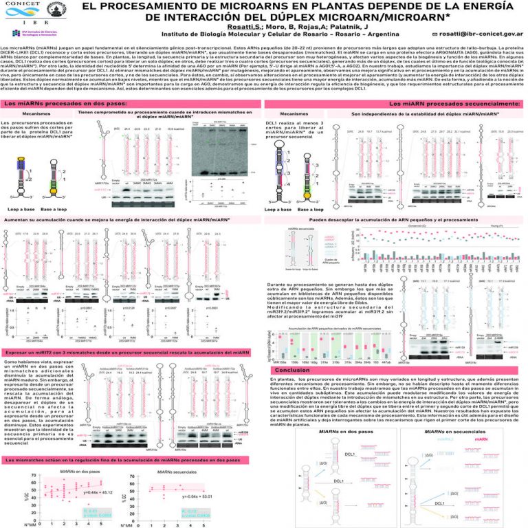 Read more about the article EL PROCESAMIENTO DE MICROARNS EN PLANTAS DEPENDE DE LA ENERGÍA DE INTERACCIÓN DEL DÚPLEX MICROARN/MICROARN*