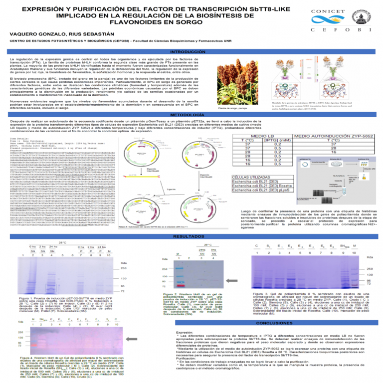 Read more about the article Expresión y purificación del factor de transcripción bHLH SbTT8-like implicado en la regulación de la biosíntesis de flavonoides de sorgo.