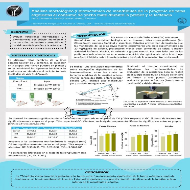 Read more about the article ANÁLISIS MORFOLÓGICO Y BIOMECÁNICO EN MANDIBULAS DE LA PROGENIE DE RATAS EXPUESTAS AL CONSUMO DE YERBA MATE DURANTE LA PREÑEZ Y LACTANCIA.