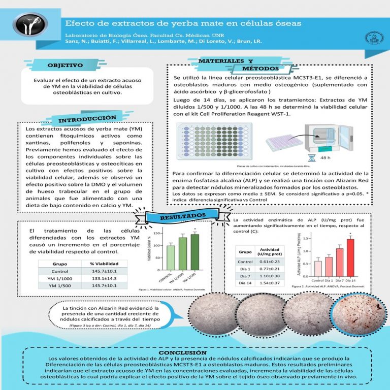 Read more about the article EFECTO DE EXTRACTO DE YERBA MATE EN CÉLULAS OSTEOBLASTICAS EN CULTIVO