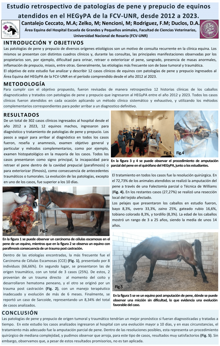 Read more about the article ESTUDIO RETROSPECTIVO DE PATOLOGÍAS DE PENE Y PREPUCIO ATENDIDOS EN EL HEGyPA FCV-UNR, DESDE 2012 A 2023.