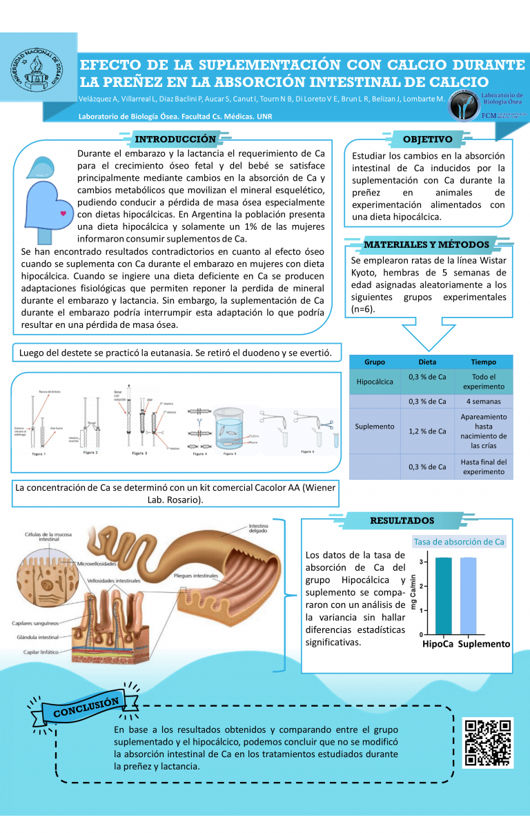 Read more about the article Efecto de la suplementación con calcio durante la preñez en la absorción intestinal de calcio