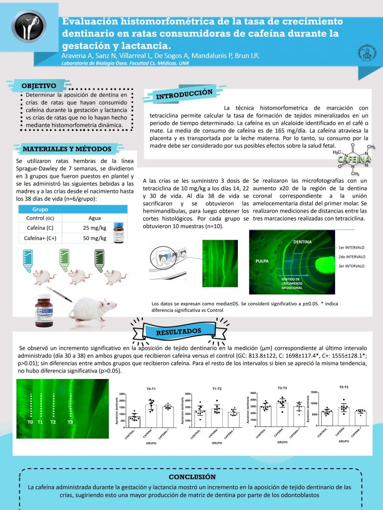 Read more about the article Evaluación histomorfométrica de la tasa de crecimiento dentinario en ratas consumidoras de cafeína durante la gestación y lactancia.