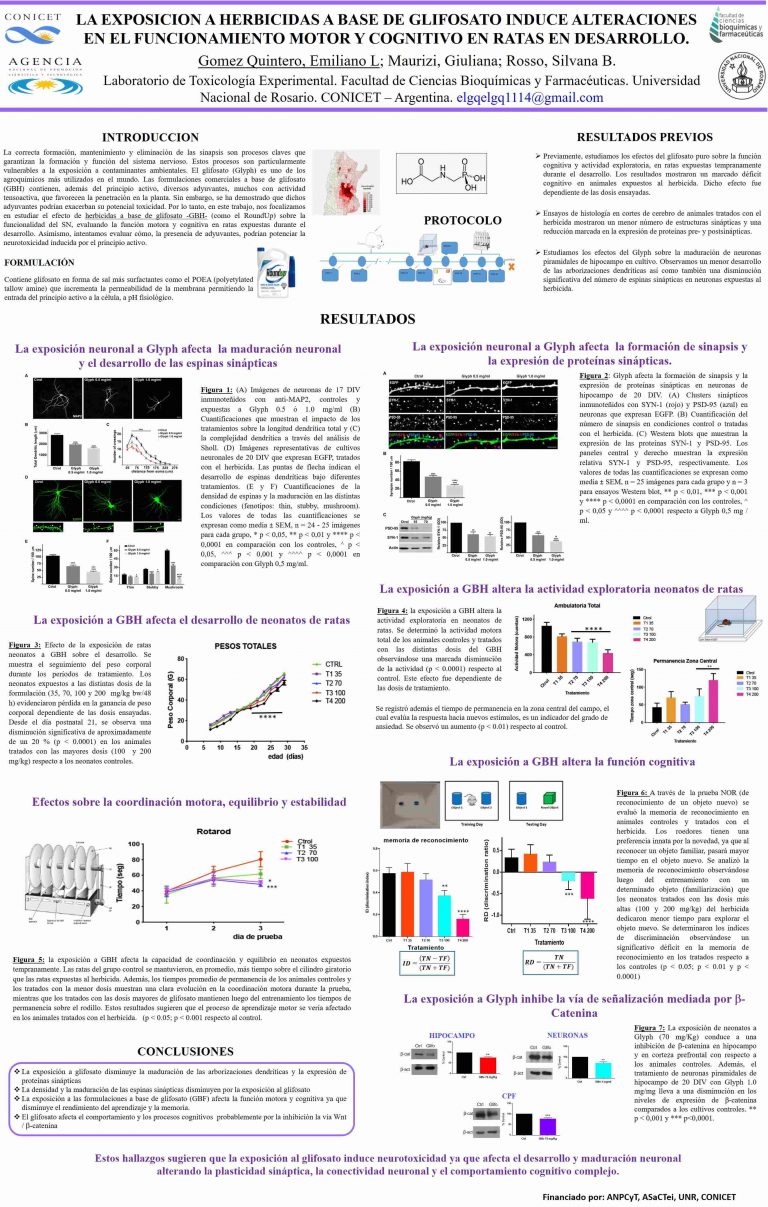 Read more about the article LA EXPOSICIÓN A HERBICIDAS A BASE DE GLIFOSATO INDUCE ALTERACIONES EN EL FUNCIONAMIENTO MOTOR Y COGNITIVO EN RATAS EN DESARROLLO.