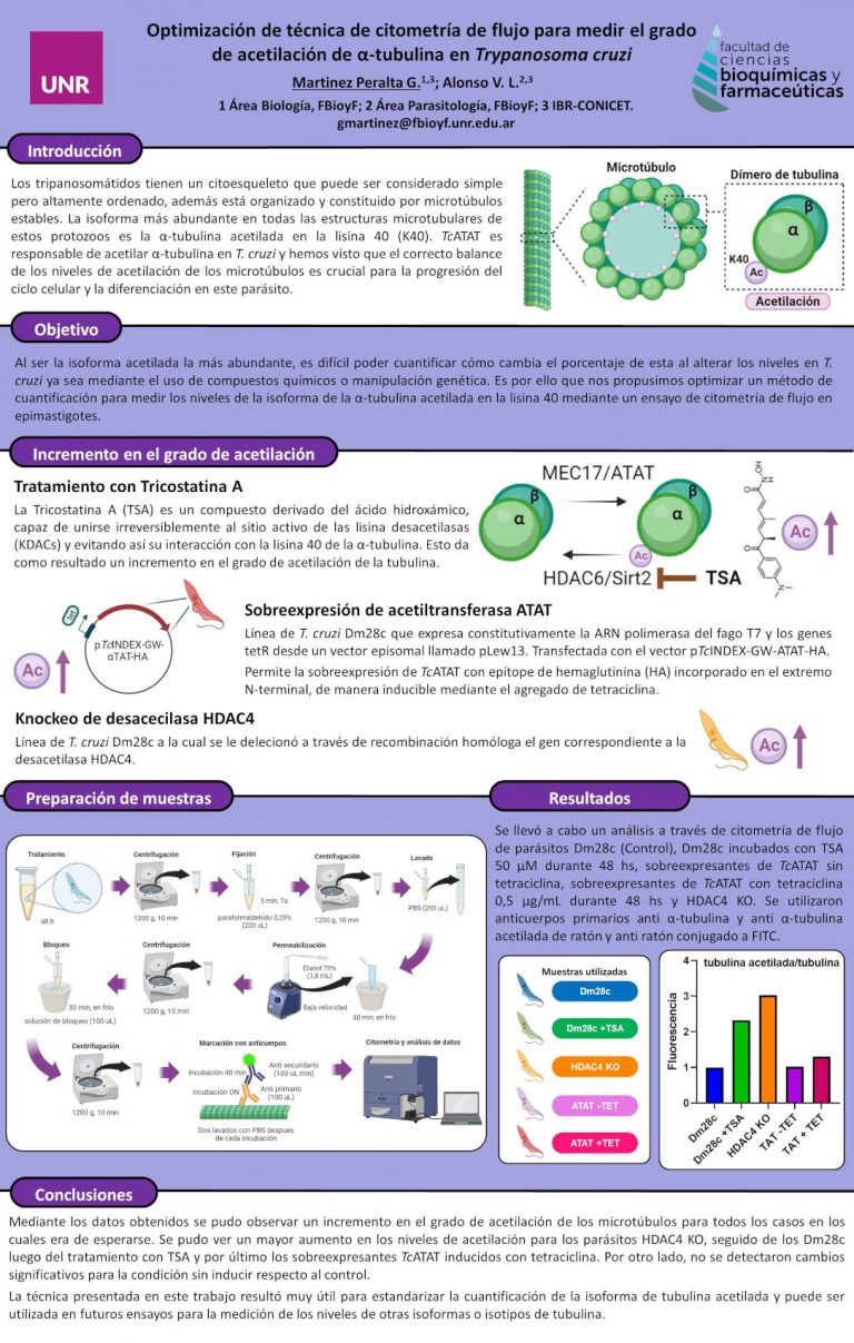 Read more about the article Optimización de técnica de citometría de flujo para medir el grado de acetilación de α-tubulina en Trypanosoma cruzi.