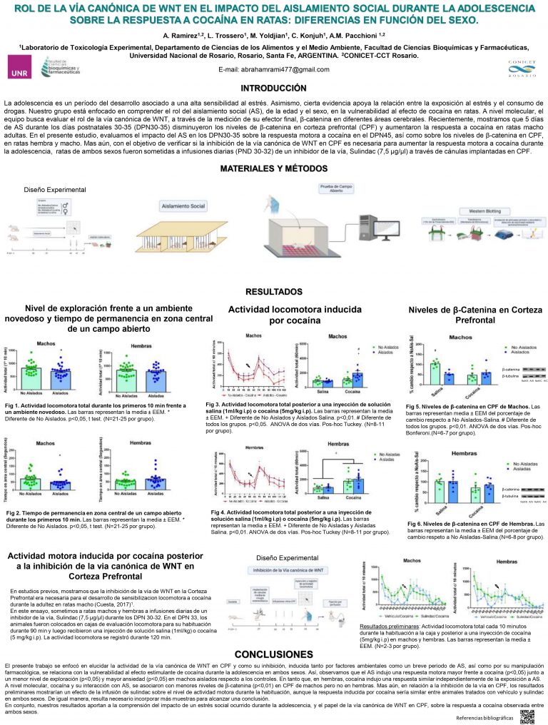 Read more about the article ROL DE LA VÍA CANÓNICA DE WNT EN EL IMPACTO DEL AISLAMIENTO SOCIAL DURANTE LA ADOLESCENCIA SOBRE LA RESPUESTA A COCAÍNA EN RATAS: DIFERENCIAS EN FUNCIÓN DEL SEXO.