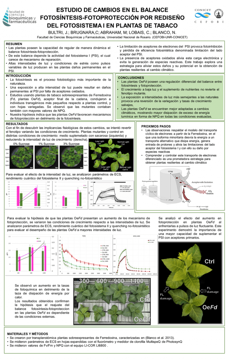 Read more about the article ESTUDIO DE CAMBIOS EN EL BALANCE FOTOSÍNTESIS-FOTOPROTECCIÓN POR REDISEÑO DEL FOTOSISTEMA I EN PLANTAS DE TABACO