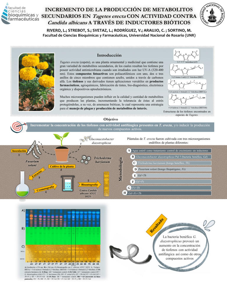 Read more about the article INCREMENTO DE LA PRODUCCIÓN DE METABOLITOS SECUNDARIOS EN Tagetes erecta CON ACTIVIDAD CONTRA Candida albicans A TRAVÉS DE INDUCTORES BIÓTICOS