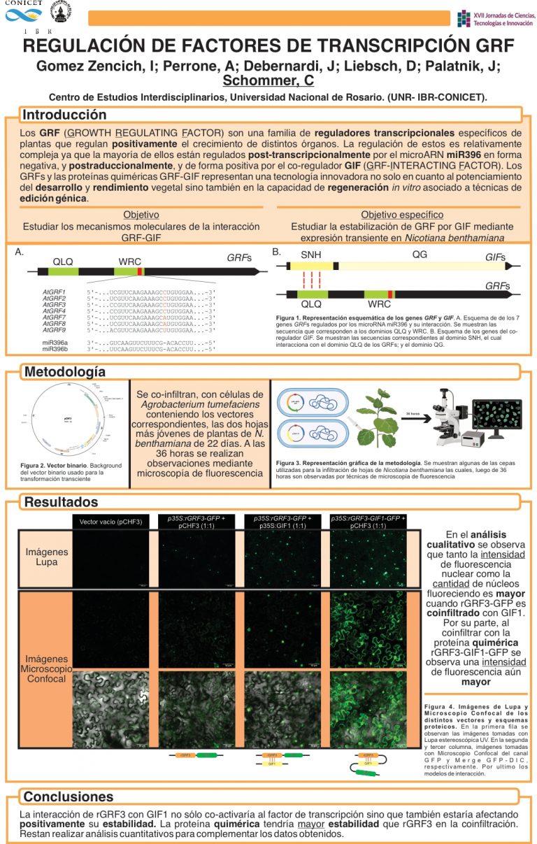 Read more about the article REGULACIÓN DE FACTORES DE TRANSCRIPCION GRF