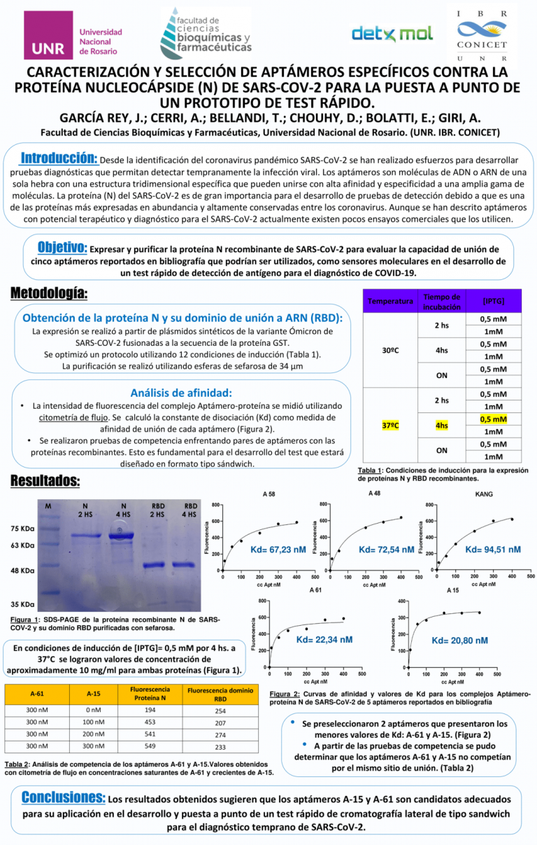 Read more about the article CARACTERIZACIÓN Y SELECCIÓN DE APTÁMEROS ESPECÍFICOS CONTRA LA PROTEÍNA DE LA NUCLEOCÁPSIDE (N) DE SARS-COV-2 PARA LA PUESTA A PUNTO DE UN PROTOTIPO DE TEST RÁPIDO.