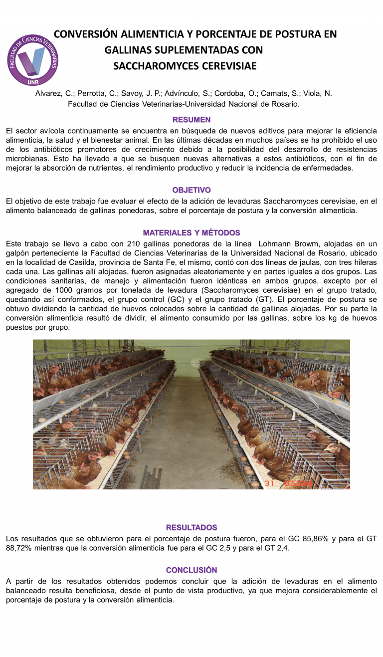 Read more about the article CONVERSIÓN ALIMENTICIA Y PORCENTAJE DE POSTURA EN GALLINAS SUPLEMENTADAS CON SACCHAROMYCES CEREVISIAE