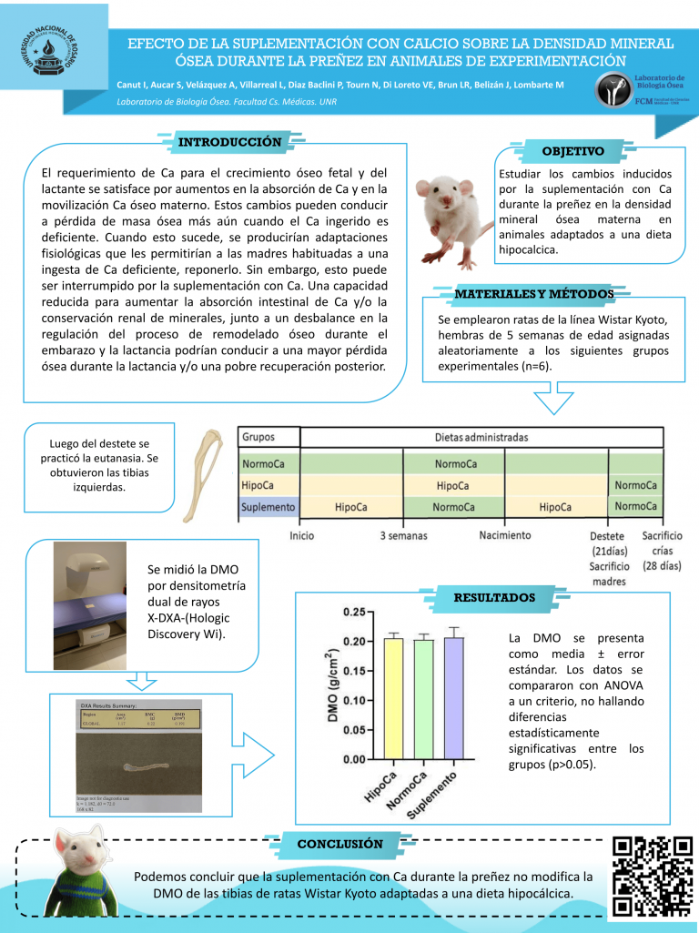 Read more about the article EFECTO DE LA SUPLEMENTACIÓN CON CALCIO SOBRE LA DENSIDAD MINERAL ÓSEA DURANTE LA PREÑEZ EN RATAS WISTAR KYOTO