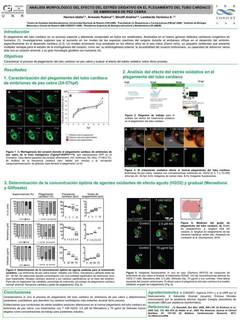 Read more about the article ANÁLISIS MORFOLÓGICO DEL EFECTO DEL ESTRÉS OXIDATIVO EN EL PLEGAMIENTO DEL TUBO CARDIACO DE EMBRIONES DE PEZ CEBRA