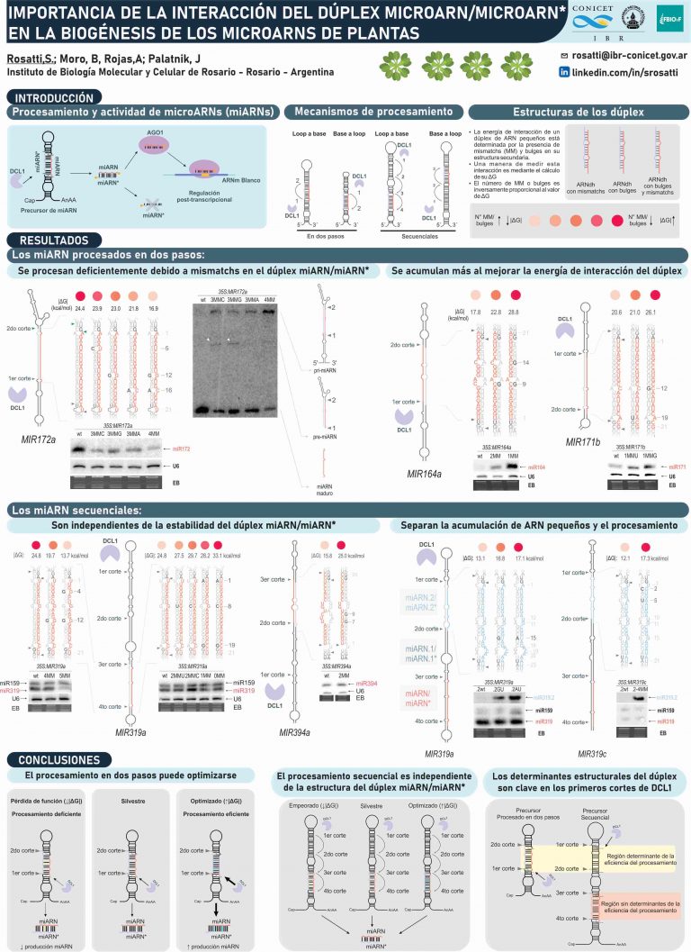 Read more about the article IMPORTANCIA DE LA INTERACCIÓN DEL DÚPLEX MICROARN/MICROARN* EN LA BIOGÉNESIS DE LOS MICROARNS DE PLANTAS
