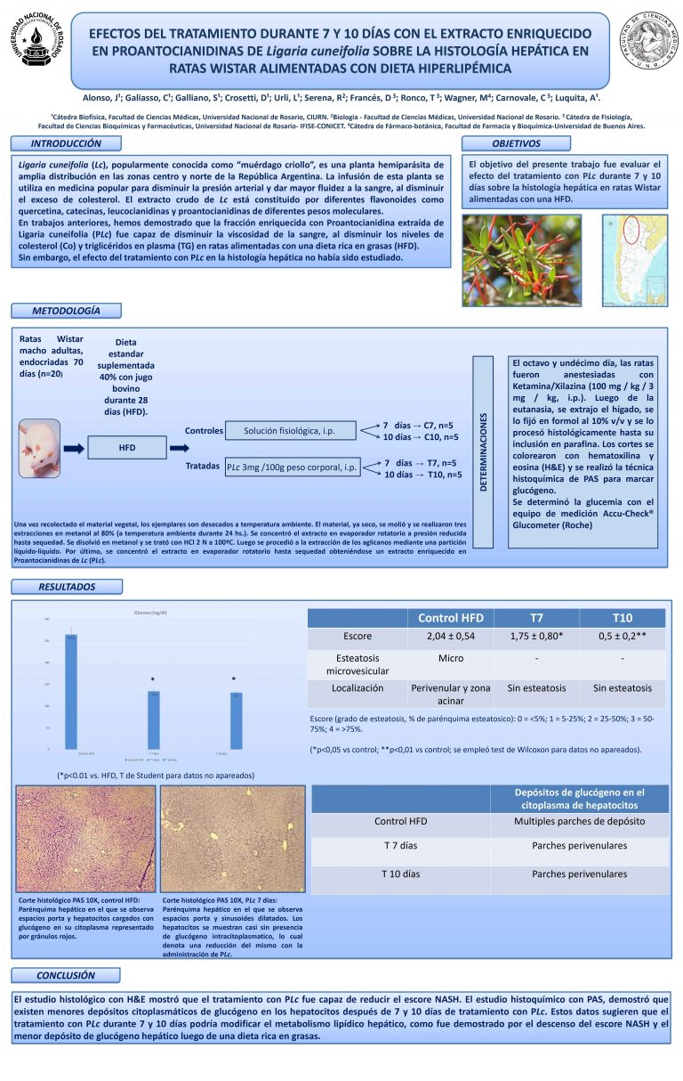 Read more about the article EFECTOS DEL TRATAMIENTO DURANTE 7 Y 10 DÍAS CON EL EXTRACTO ENRIQUECIDO EN PROANTOCIANIDINAS DE Ligaria cuneifolia SOBRE LA HISTOLOGÍA HEPATICA EN RATAS WISTAR ALIMENTADAS CON DIETA HIPERLIPÉMICA.