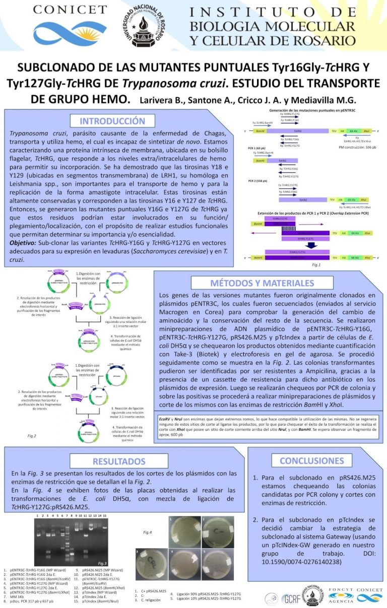 Read more about the article SUBCLONADO DE LAS MUTANTES PUNTUALES Tyr16Gly-TcHRG Y Tyr127Gly-TcHRG DE Trypanosoma cruzi. ESTUDIO DEL TRANSPORTE DE GRUPO HEMO