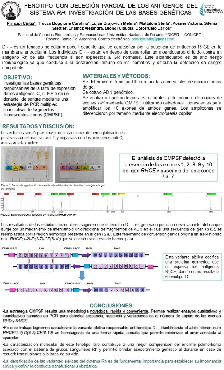 Read more about the article FENOTIPO CON DELECIÓN PARCIAL DE LOS ANTÍGENOS DEL SISTEMA RH: INVESTIGACIÓN DE LAS BASES GENÉTICAS