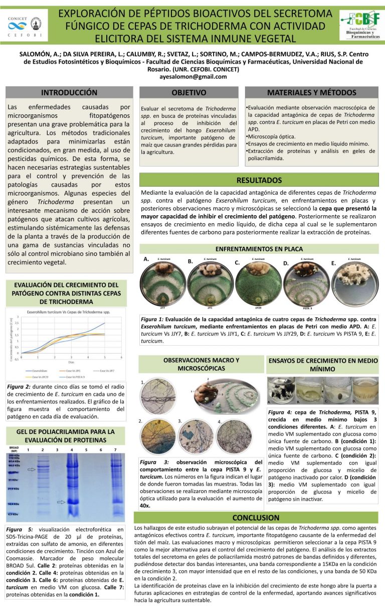 Read more about the article EXPLORACIÓN DE PÉPTIDOS BIOACTIVOS DEL SECRETOMA FÚNGICO DE CEPAS DE TRICHODERMA CON ACTIVIDAD ELICITORA DEL SISTEMA INMUNE VEGETAL