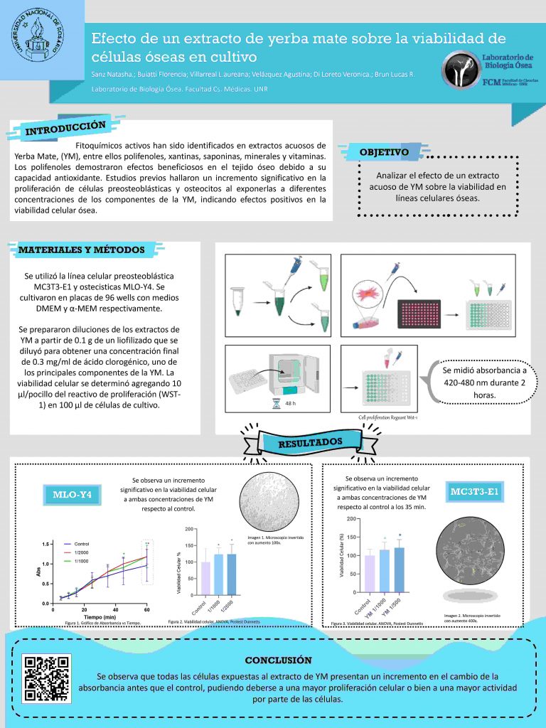 Read more about the article EFECTO DE UN EXTRACTO DE YERBA MATE SOBRE LA VIABILIDAD DE CÉLULAS ÓSEAS EN CULTIVO