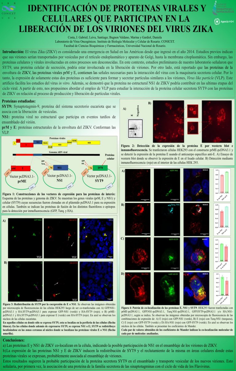 Read more about the article IDENTIFICACIÓN DE PROTEINAS VIRALES Y CELULARES QUE PARTICIPAN EN LA LIBERACIÓN DE LOS VIRIONES DEL VIRUS ZIKA