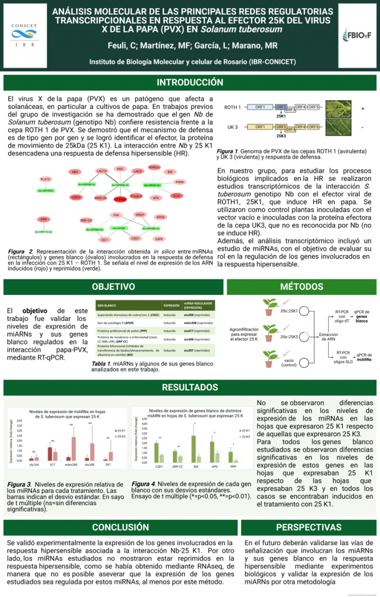 Read more about the article ANÁLISIS MOLECULAR DE LAS PRINCIPALES REDES REGULATORIAS  TRANSCRIPCIONALES EN RESPUESTA AL EFECTOR 25K DEL VIRUS X DE LA PAPA  (PVX) EN SOLANUM TUBEROSUM
