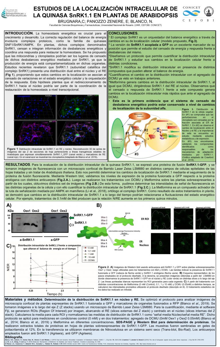 Read more about the article ESTUDIOS DE LA LOCALIZACIÓN INTRACELULAR DE LA QUINASA SNRK1.1 EN PLANTAS DE ARABIDOPSIS